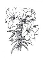 Black and white beautiful drawing of the Easter Lilies clipart