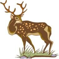 Deer Clip Art N30