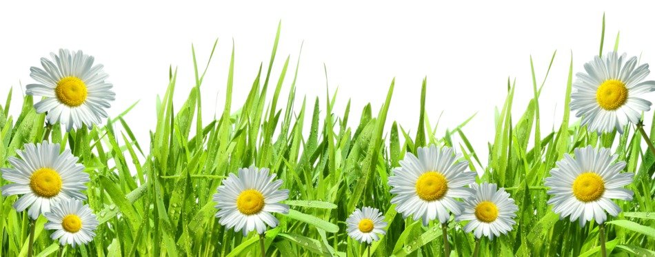 daisies in the grass as a picture for clipart