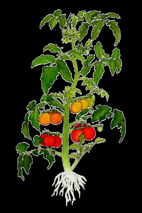 Tomato Plant with fruits at black background