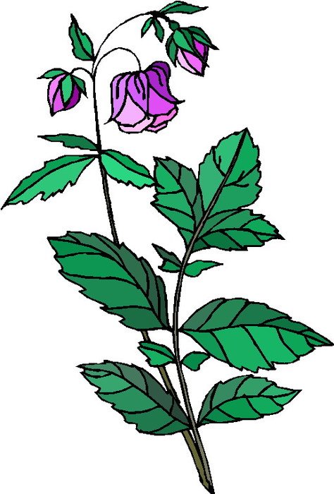 Plant Clip Art N26