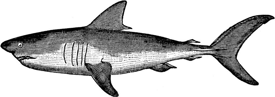 Mackerel Shark