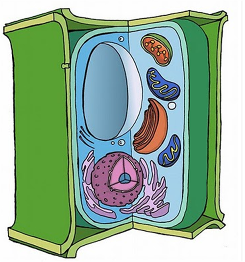 Cell cartoon. Cell picture for Kids.