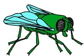 Fly Clip Art N9