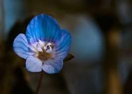 Creeping Speedwell, veronica, blue flower, macro