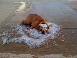 Dogs On Ice