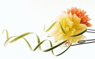 Free Flower Clip Art Backgrounds