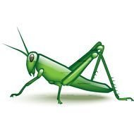 Cartoon Grasshopper drawing