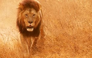 beautiful lion walks on the savannah