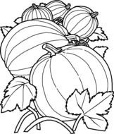 Pumpkin Printable Coloring Pages