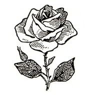 Rose Flower Clip Art N17