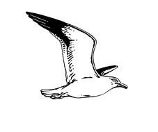 clipart of flying seagull