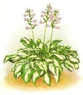 Vintage Flower poster drawing