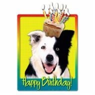 Happy Birthday Border Collie