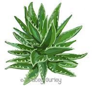 Aloe Vera Clip Art