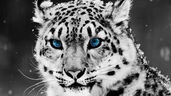 Snow Leopard with Blue Eyes