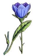 Beautiful drawing of the blue wild flower clipart