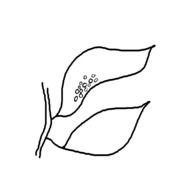 Free Clip Art Black And White Butterfly