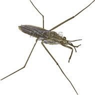 Water Bug Clip Art