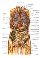 Male Human Body Organs Diagram