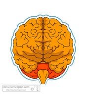 Download Anatomy Brain