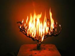 burning tree in the dark