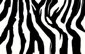 Zebra Pattern as a graphic illustration