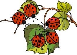 What Color Are Ladybugs