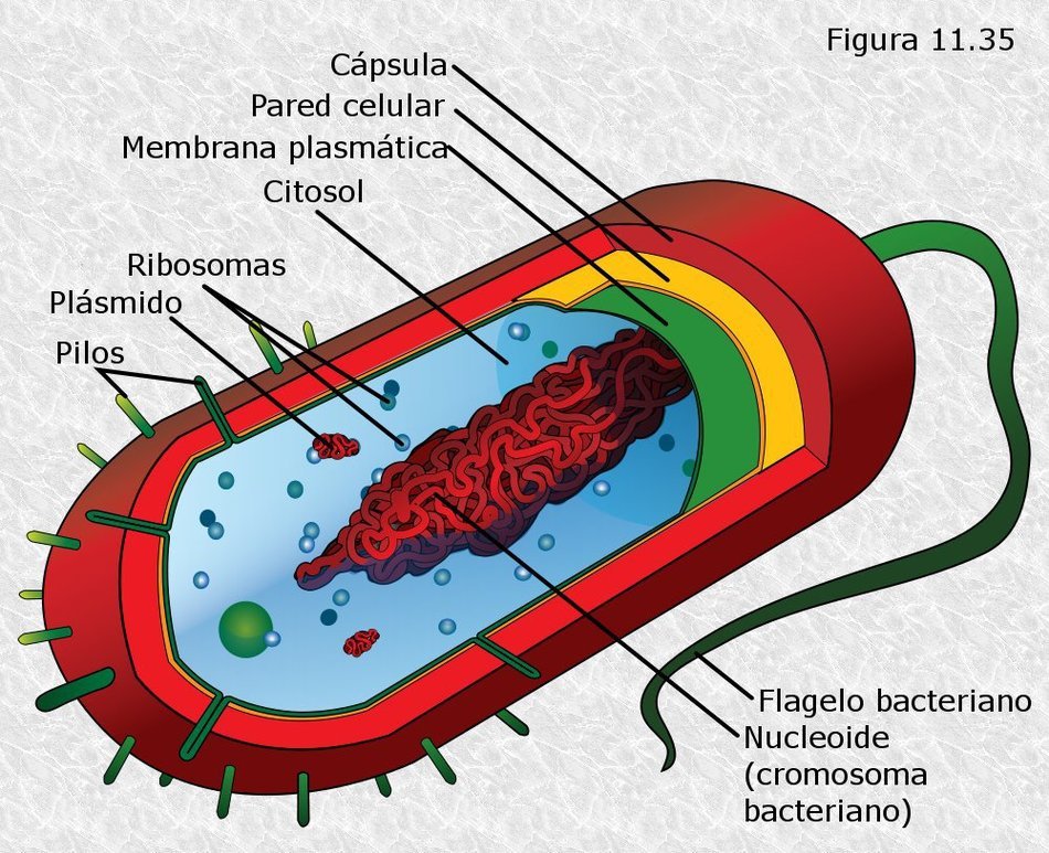 Mitosis Format drawing