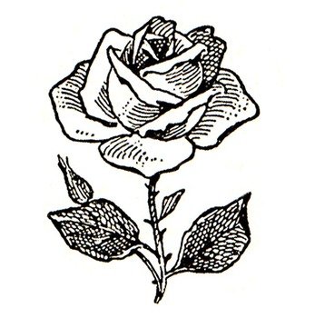 Rose Flower Clip Art N17