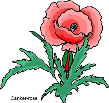 Free Clip Art Roses N3