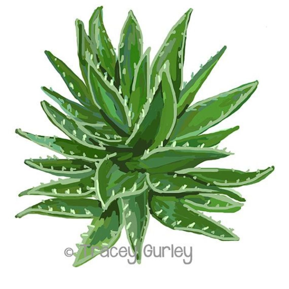Aloe Vera Clip Art