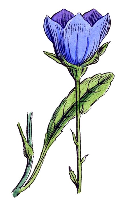 Beautiful drawing of the blue wild flower clipart