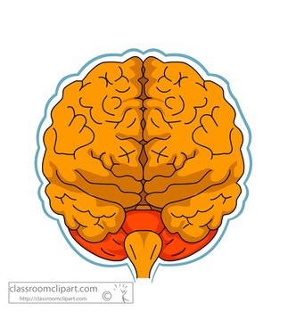 Download Anatomy Brain
