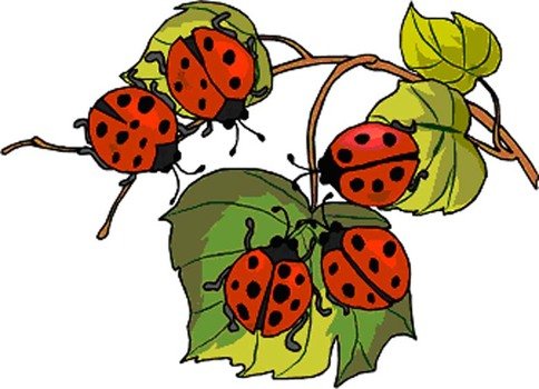 What Color Are Ladybugs