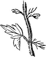 Stem Clip Art