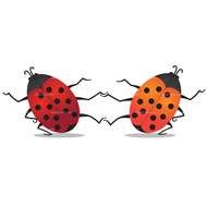 red and orange beetles on a white background