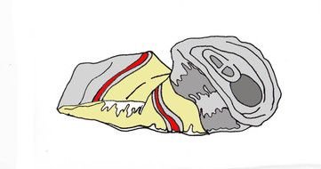 drawn a crumpled beer can