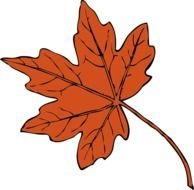 orange Maple Leaf drawing