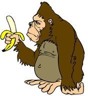 drawing of a gorilla with a banana in his hands