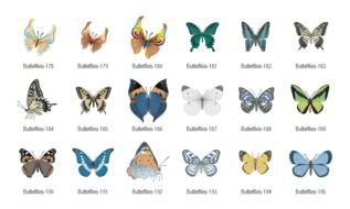 butterflies Transit drawing