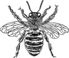 Queen Bee Clip Art Free N2