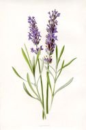 Lavender Stem Flower drawing