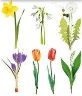 Flower Vector Clip Art N3