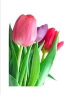 Tulip Bouquet as picture for clipart