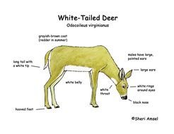 White Tailed Deer Food Chain