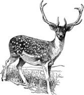 Deer Black And White pencil drawing