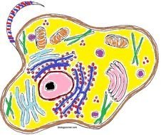 Animal Cell Coloring Key