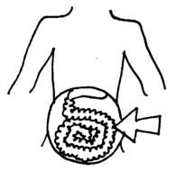 Intestine
