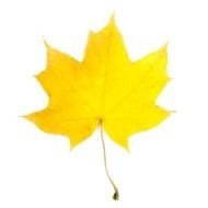 Fall Leaves Clip Art N52